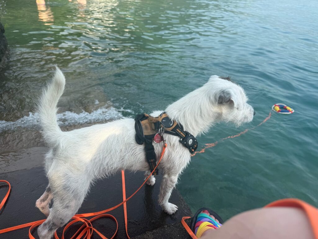 Was hat unser erster HundeUrlaub mit der Art, wie ich arbeite zu tun? 4 Die Wellen am Iseo See mag Kurti nicht