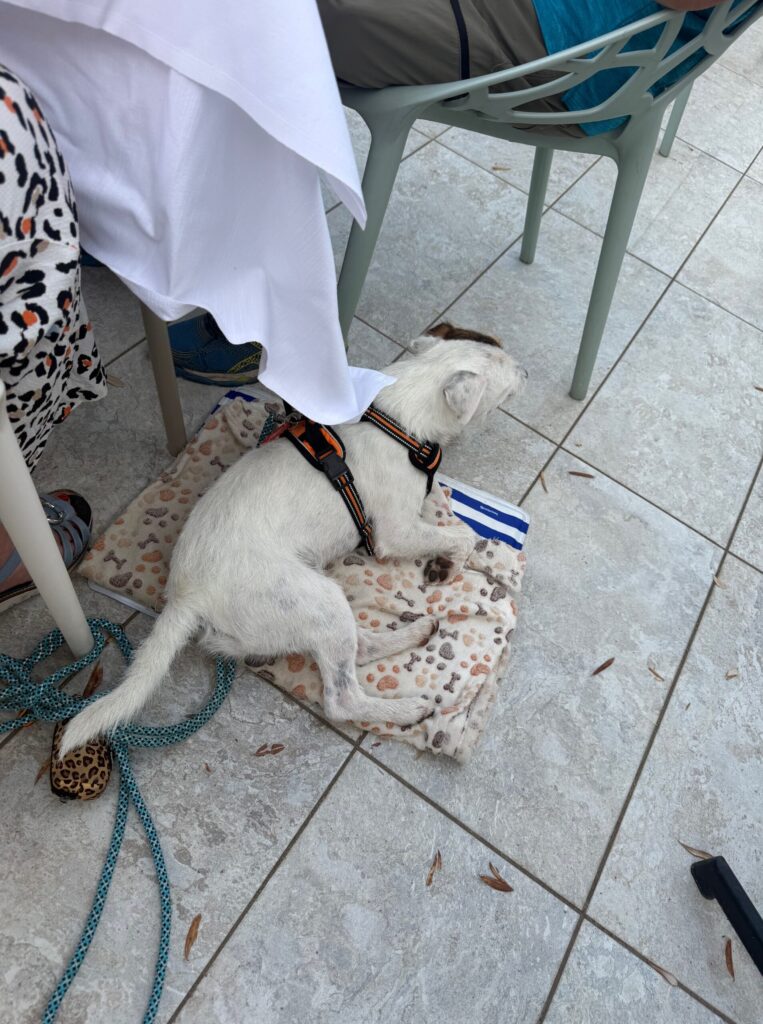 Was hat unser erster HundeUrlaub mit der Art, wie ich arbeite zu tun? 9 Kühlmatte oder Decke - Abends auf der Dachterrasse