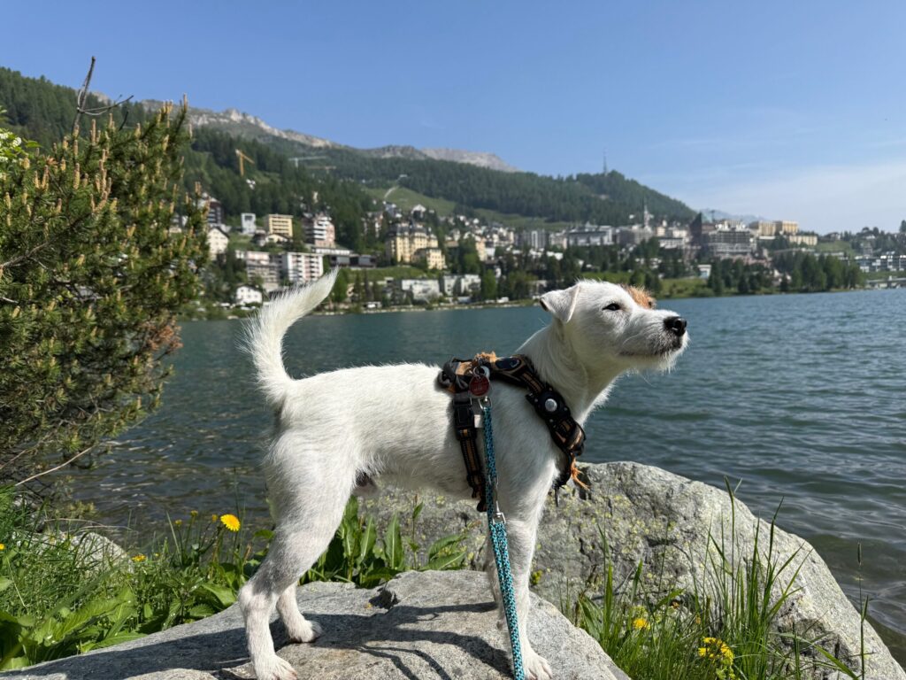 Was hat unser erster HundeUrlaub mit der Art, wie ich arbeite zu tun? 2 Kurti am Moritzsee in der Schweiz St. Moritz
