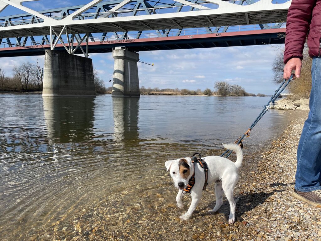 Was hat unser erster HundeUrlaub mit der Art, wie ich arbeite zu tun? 5 Kurti an der Donau bei Deggendorf
