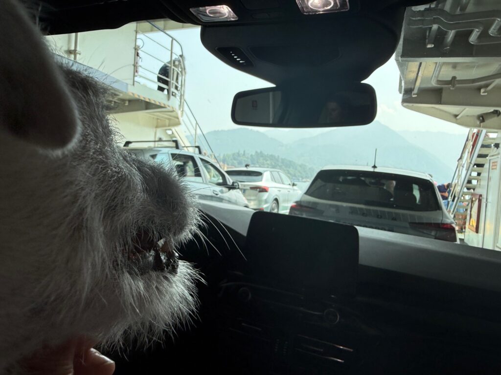 Was hat unser erster HundeUrlaub mit der Art, wie ich arbeite zu tun? 6 Kurti schaut ganz gespannt raus
