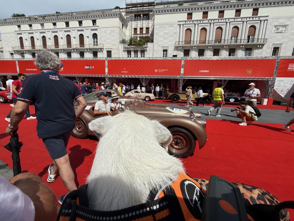 Was hat unser erster HundeUrlaub mit der Art, wie ich arbeite zu tun? 13 geduldiger Kurti - der Fotostar auf der Mille Miglia